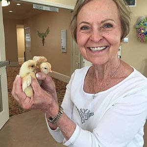 Baby chickens visit Buckner Westminster Place.