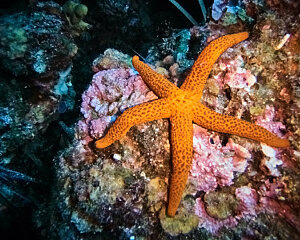 starfish in coral