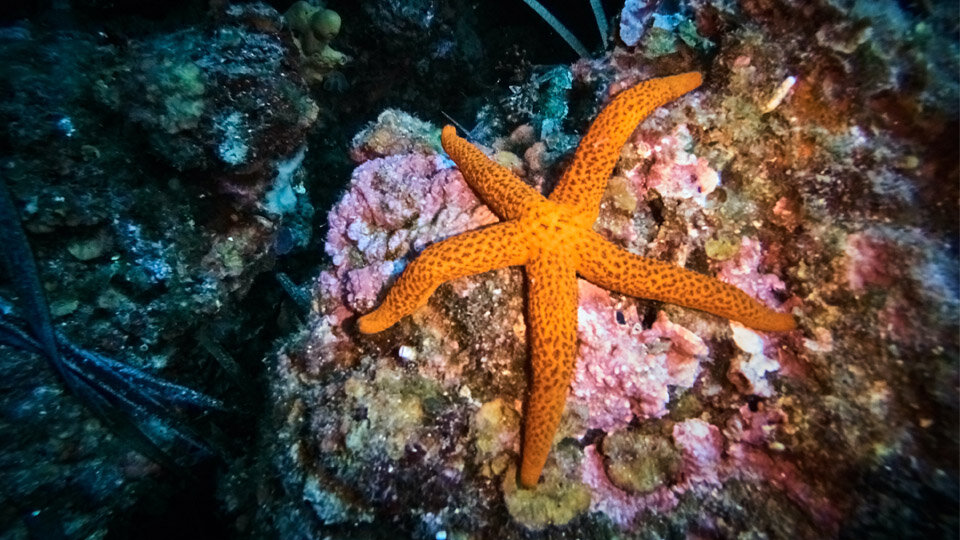 starfish in coral