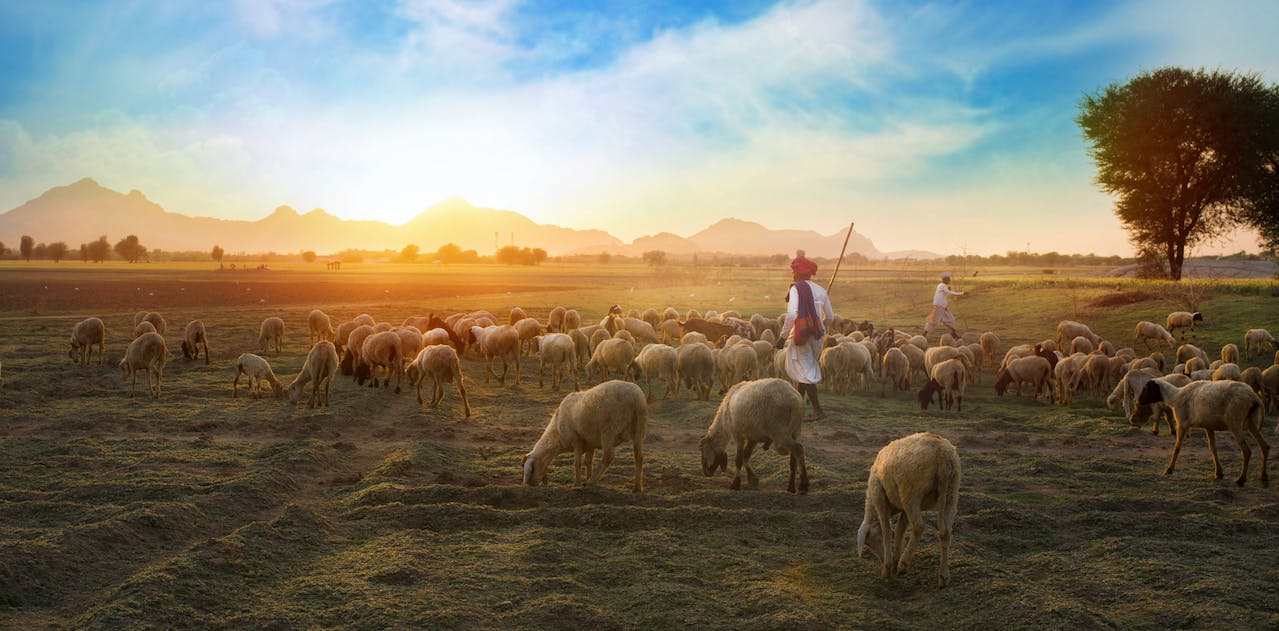 shepherding