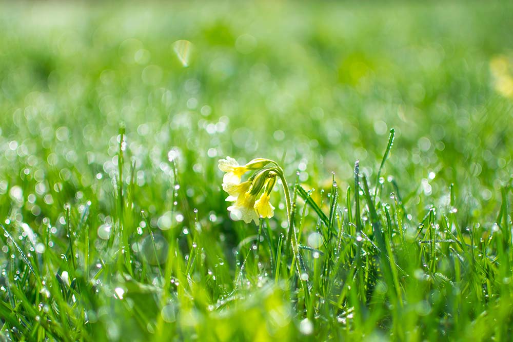 soaking-in-spring-dew
